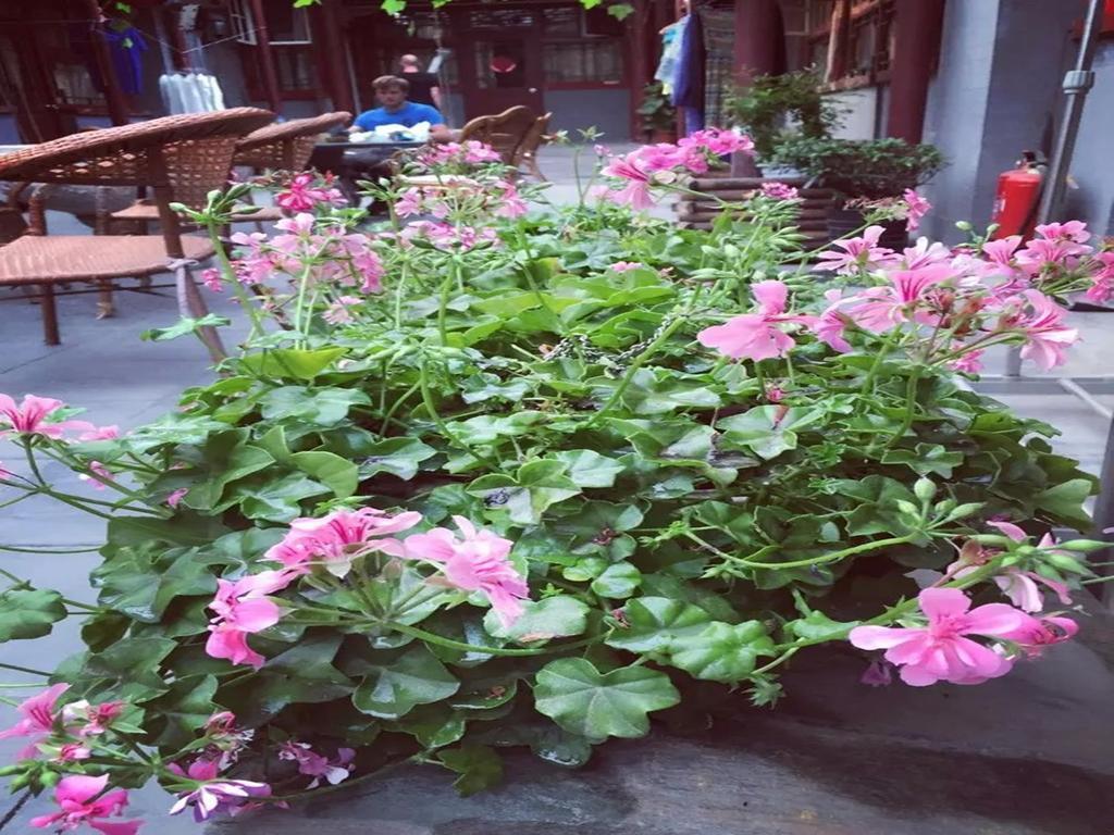 Three Legged Frog Hostel Peking Exteriér fotografie